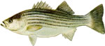 Striped Bass