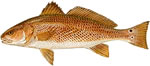 Red Drum