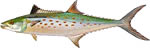 Spanish Mackerel