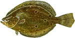 flounder