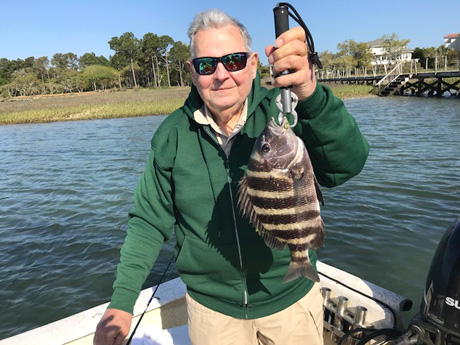 Nice-Sheepshead-on-Shrimp1