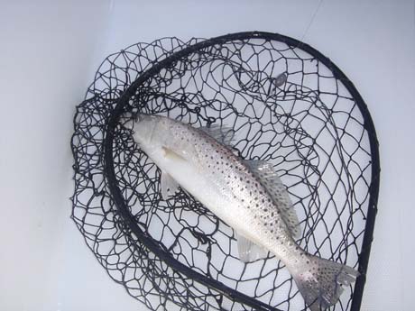 trout-in-the-net-email